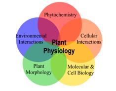 Five key areas of study within plant physiology.